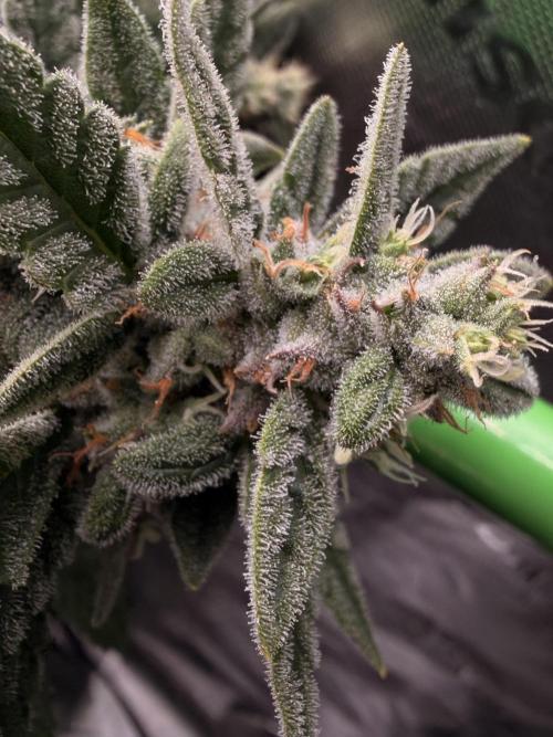 Sticky Braccoli Auto - Eternity Cup 2026. Week 10