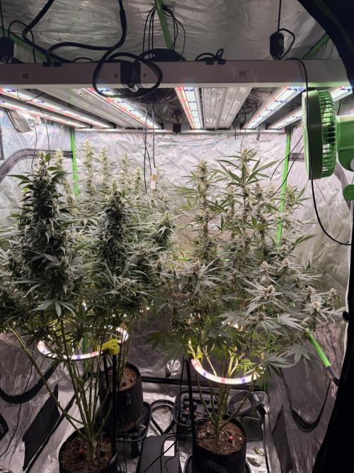 Sticky Braccoli Auto - Eternity Cup 2026. Week 10
