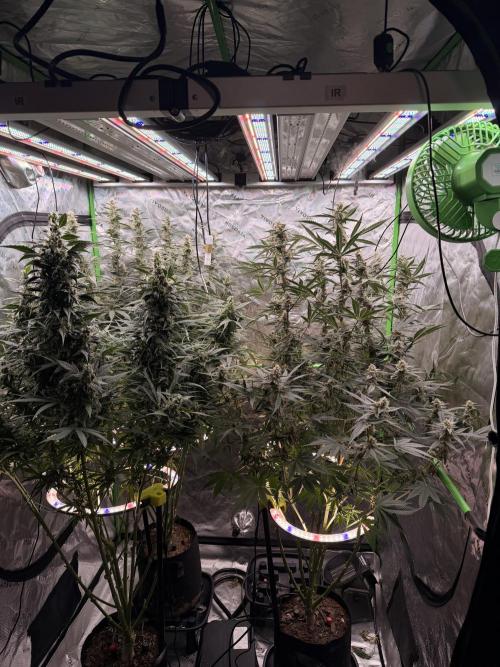Sticky Braccoli Auto - Eternity Cup 2026. Week 10