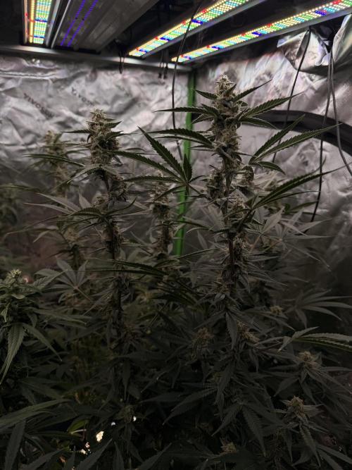Sticky Braccoli Auto - Eternity Cup 2026. Week 10