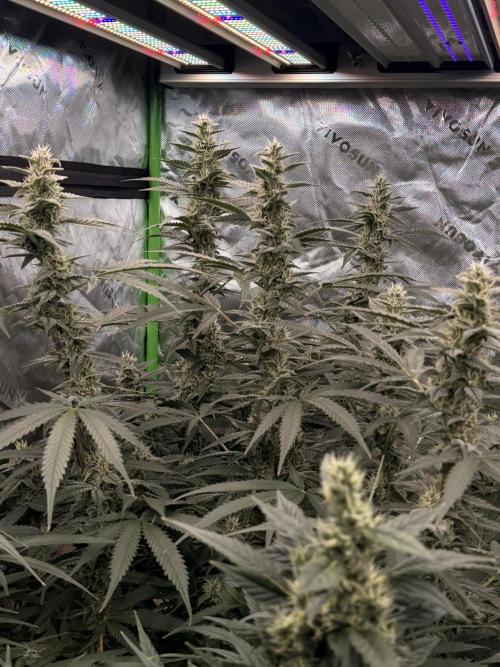 Sticky Braccoli Auto - Eternity Cup 2026. Week 10