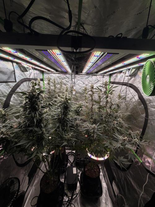 Sticky Braccoli Auto - Eternity Cup 2026. Week 10