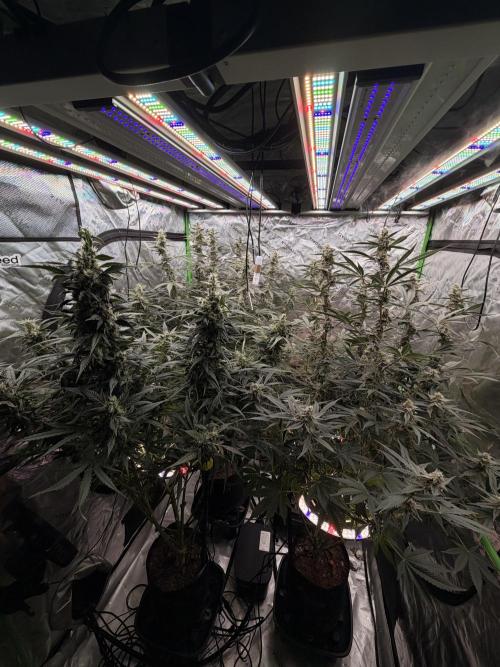 Sticky Braccoli Auto - Eternity Cup 2026. Week 10