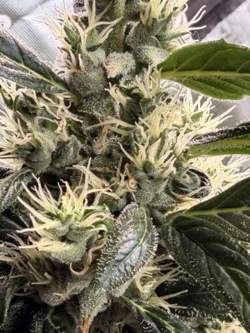 Sticky Braccoli Auto - Eternity Cup 2026. Week 10