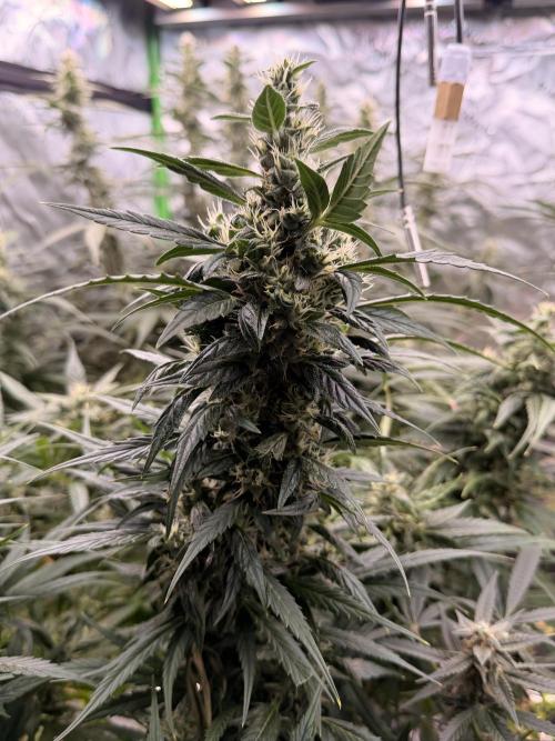 Sticky Braccoli Auto - Eternity Cup 2026. Week 10