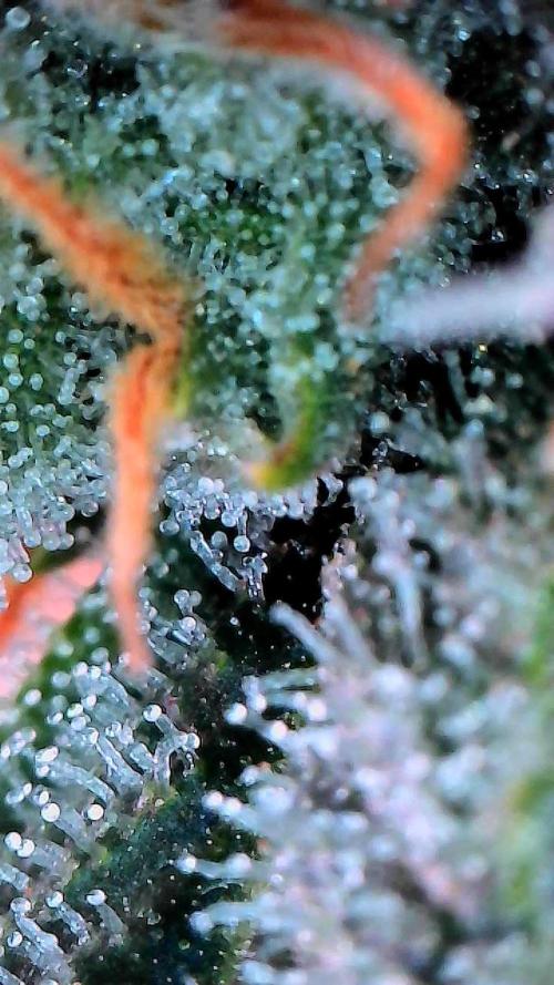 Sticky Braccoli Auto - Eternity Cup 2026. Week 10