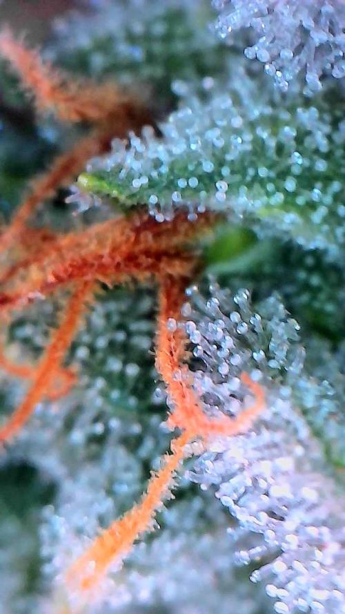 Sticky Braccoli Auto - Eternity Cup 2026. Week 10
