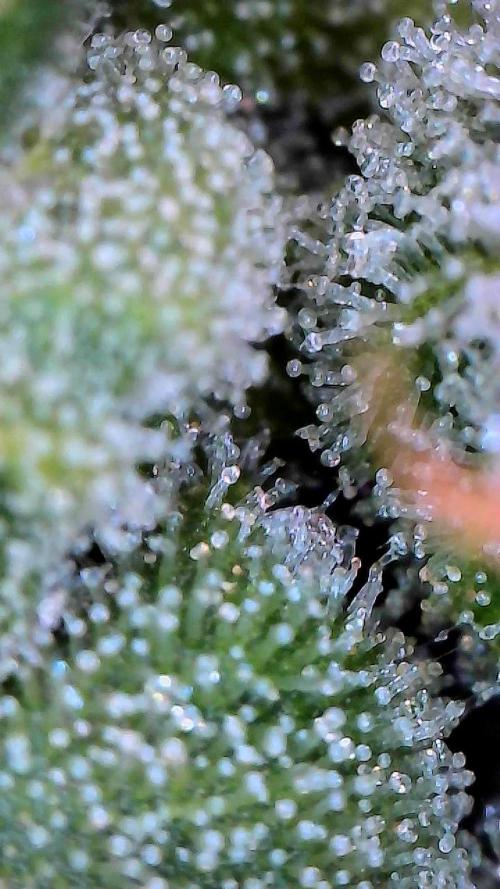 Sticky Braccoli Auto - Eternity Cup 2026. Week 10