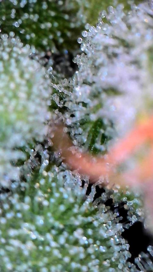 Sticky Braccoli Auto - Eternity Cup 2026. Week 10