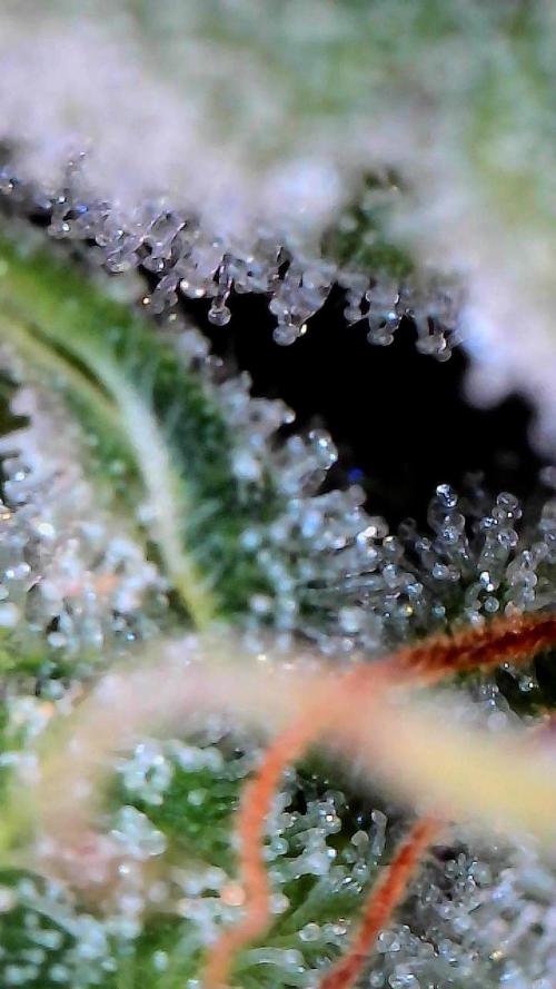 Sticky Braccoli Auto - Eternity Cup 2026. Week 10