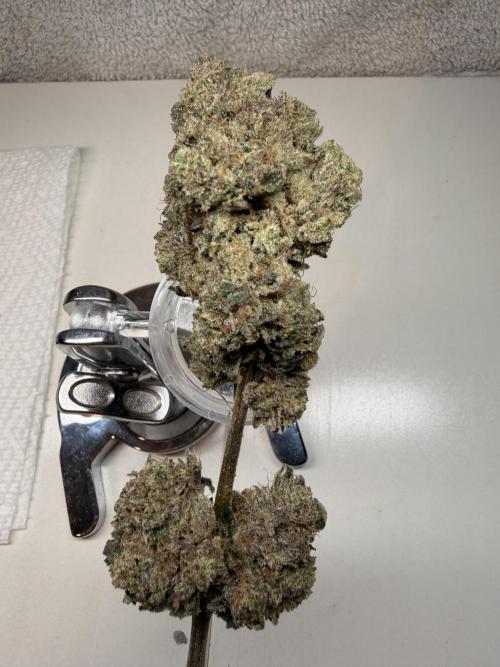 Jixer - Exotic Genetix. Week 13