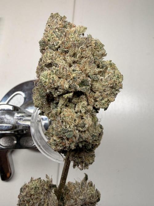 Jixer - Exotic Genetix. Week 13