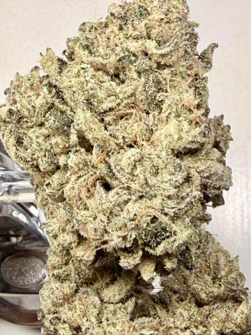 Jixer - Exotic Genetix. Week 13