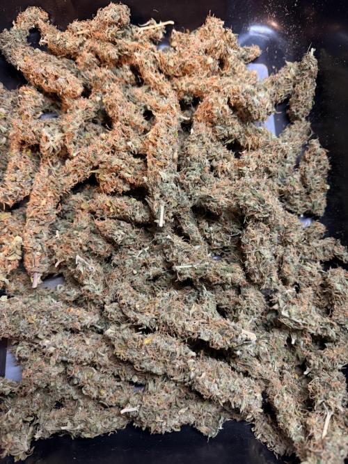 Sticky Mango Auto - Tastebudz Genetics. Week 11