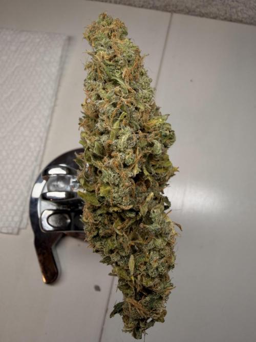 Sticky Mango Auto - Tastebudz Genetics. Week 11