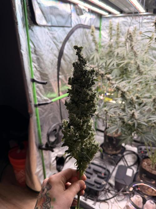 Sticky Braccoli Auto - Eternity Cup 2026. Week 10