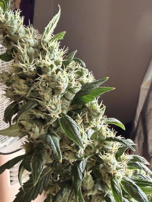 Sticky Braccoli Auto - Eternity Cup 2026. Week 10