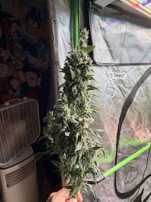 Sticky Braccoli Auto - Eternity Cup 2026. Week 10