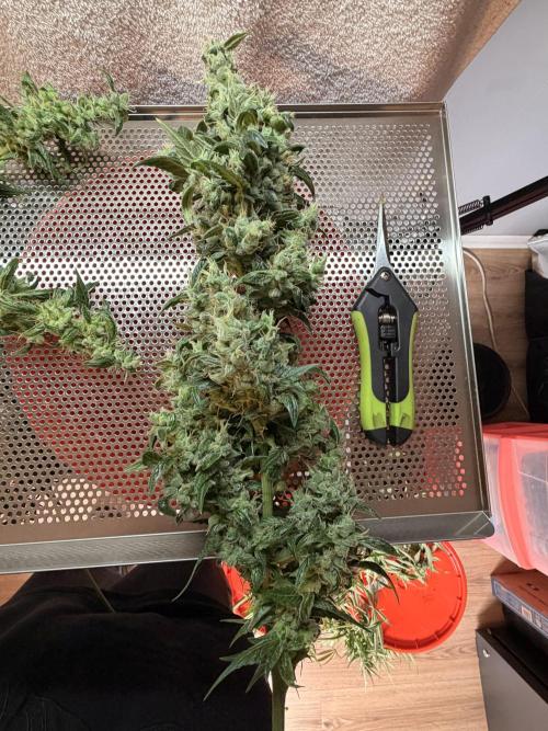 Sticky Braccoli Auto - Eternity Cup 2026. Week 10