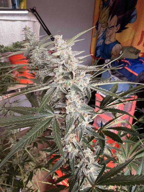Sticky Braccoli Auto - Eternity Cup 2026. Week 10