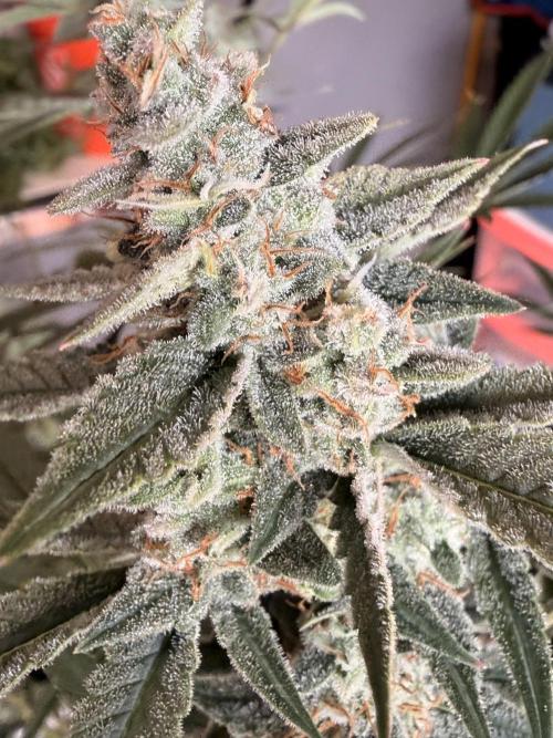 Sticky Braccoli Auto - Eternity Cup 2026. Week 10