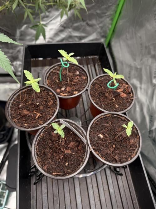 Tinfoil Hat & Cherry Burger. Week 1
