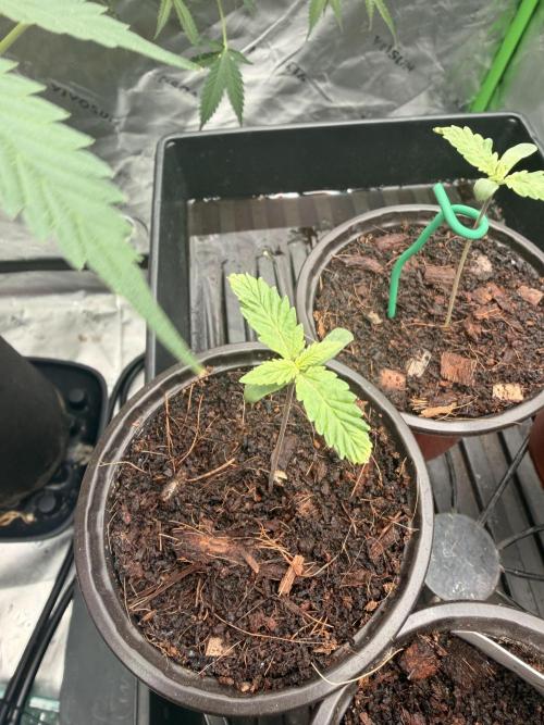 Tinfoil Hat & Cherry Burger. Week 1
