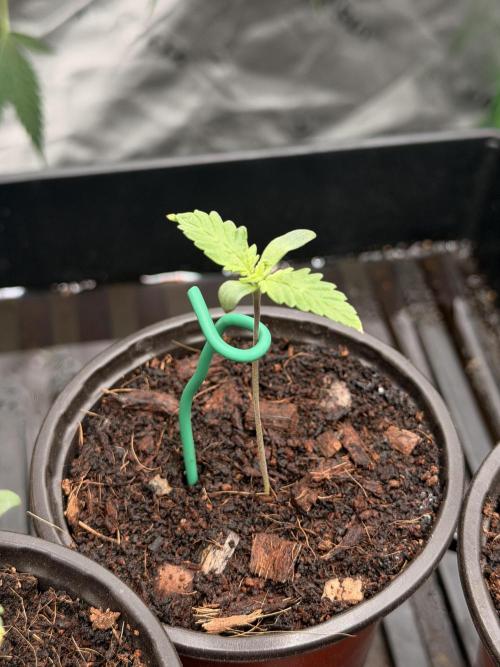 Tinfoil Hat & Cherry Burger. Week 1