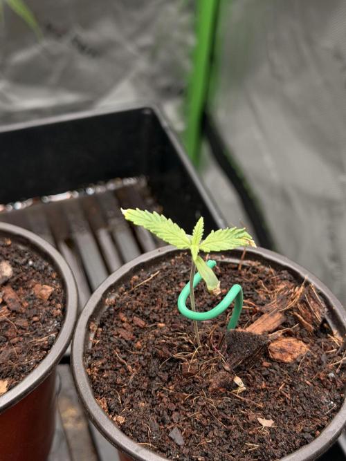 Tinfoil Hat & Cherry Burger. Week 1