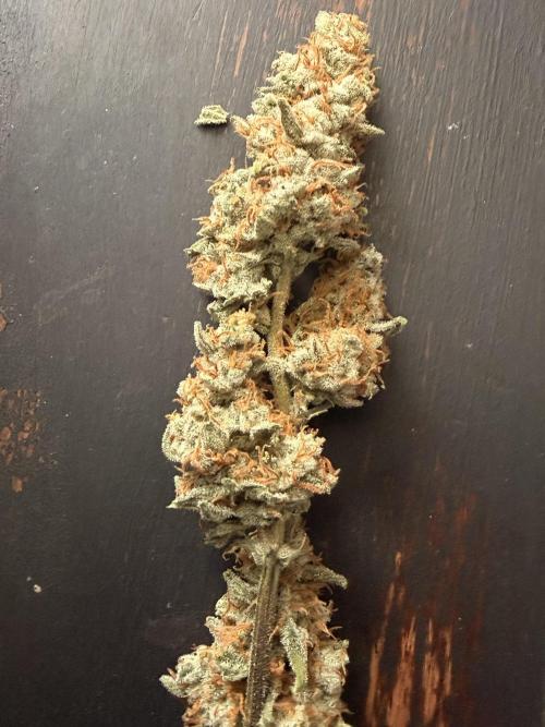 Sticky Braccoli Auto - Eternity Cup 2026. Week 11