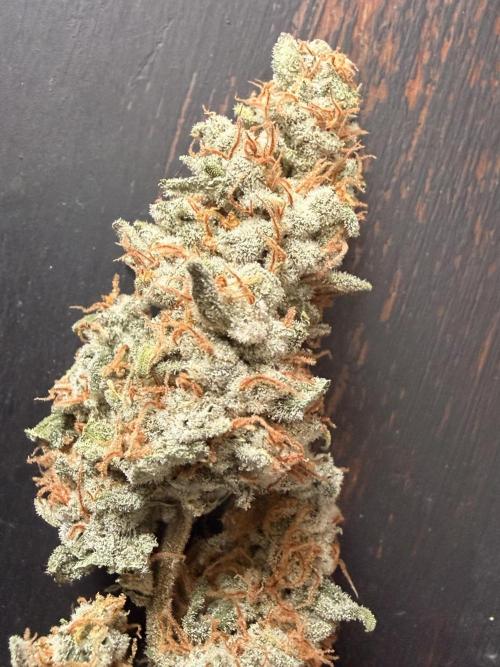 Sticky Braccoli Auto - Eternity Cup 2026. Week 11