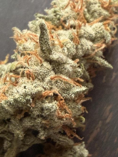 Sticky Braccoli Auto - Eternity Cup 2026. Week 11