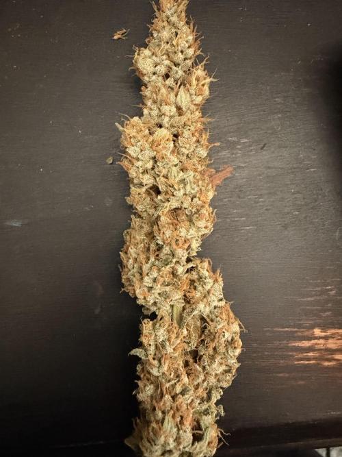 Sticky Braccoli Auto - Eternity Cup 2026. Week 11