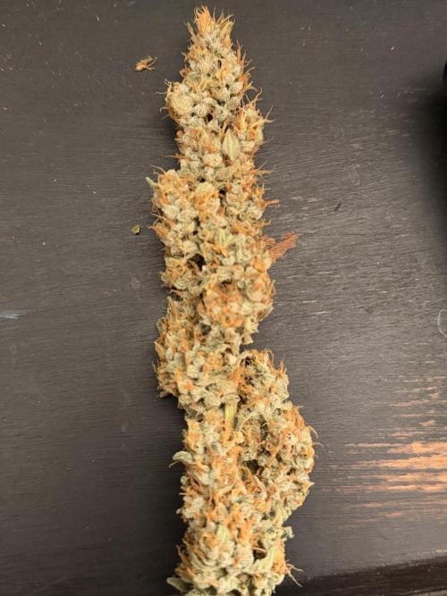 Sticky Braccoli Auto - Eternity Cup 2026. Week 11