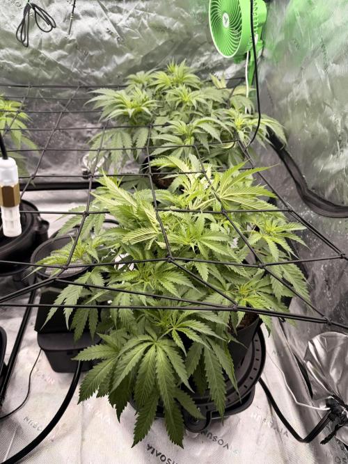 Tinfoil Hat & Cherry Burger. Week 5