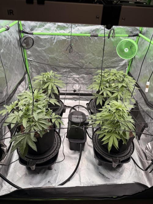 Tinfoil Hat & Cherry Burger. Week 5