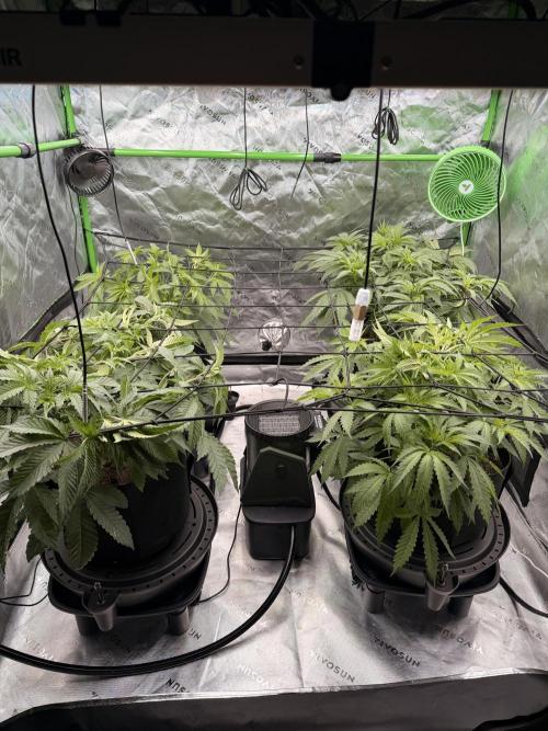 Tinfoil Hat & Cherry Burger. Week 5
