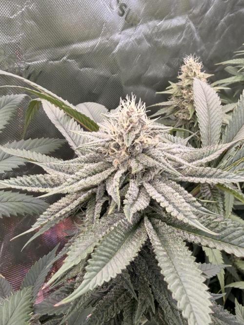 Tinfoil Hat & Cherry Burger. Week 10