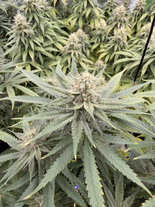 Tinfoil Hat & Cherry Burger. Week 10
