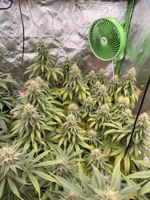 Tinfoil Hat & Cherry Burger. Week 10