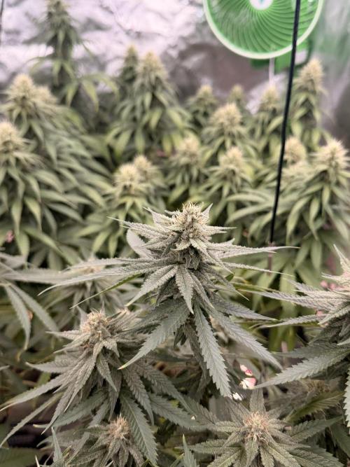 Tinfoil Hat & Cherry Burger. Week 10