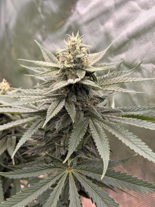 Tinfoil Hat & Cherry Burger. Week 10