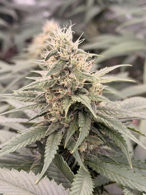 Tinfoil Hat & Cherry Burger. Week 10