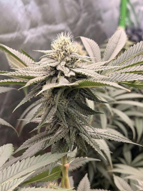 Tinfoil Hat & Cherry Burger. Week 10