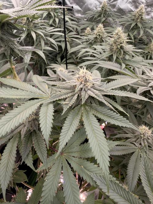 Tinfoil Hat & Cherry Burger. Week 10