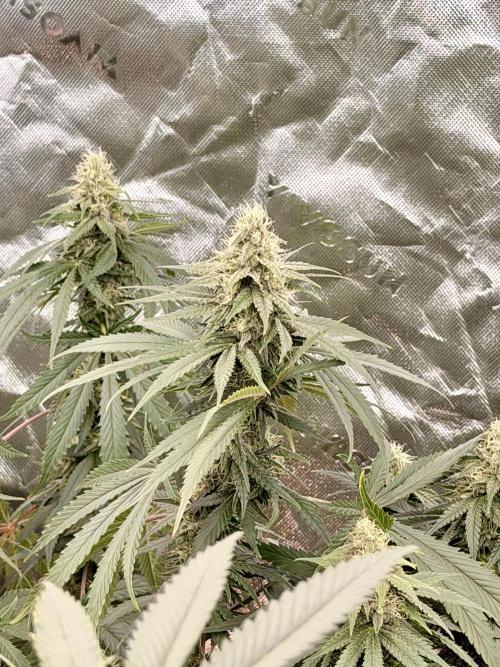 Tinfoil Hat & Cherry Burger. Week 10