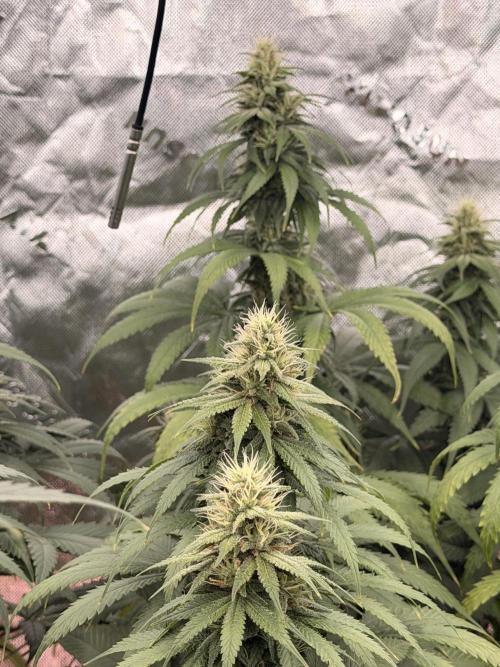 Tinfoil Hat & Cherry Burger. Week 10