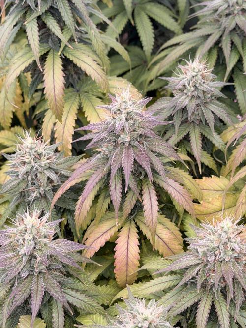 Irie Genetics - Tinfoil Hat by Stoney_Stark