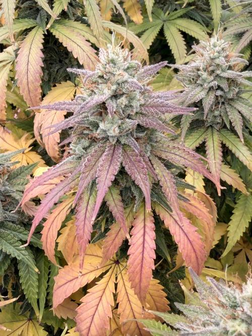 Tinfoil Hat & Cherry Burger. Week 12