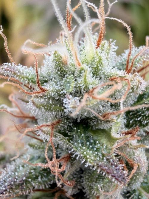 Tinfoil Hat & Cherry Burger. Week 12